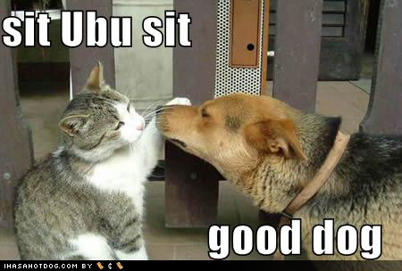 Funny dog and cat pictures Funny Animal