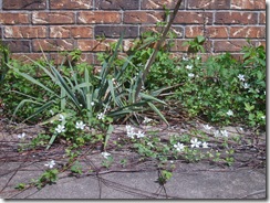 May flowers 009