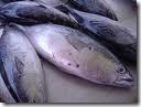 ikan