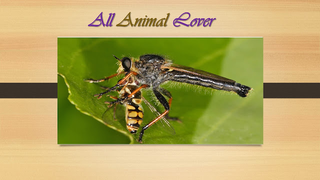 how-old-is-louse-animal