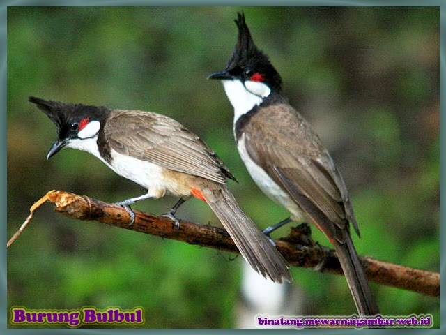 18+ Gambar Burung Bulbul, Gambar Spesial