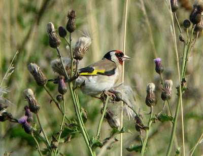 Scottish-Gold-Finch