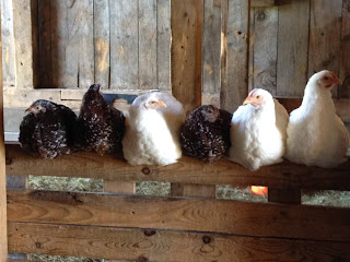 Five hens sitting in a row on a wagon