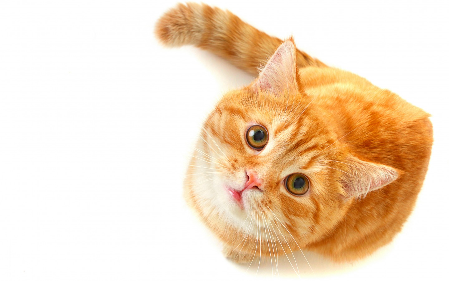 Cats Lady Vet Doctorita Pisicilor Analiza Urinei