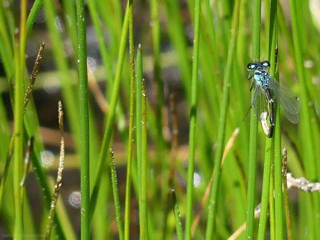 55: damselfly in reeds