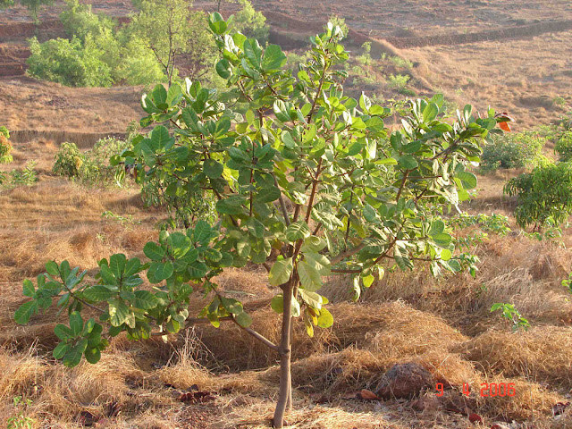 Albero di Anacardio di 3 anni