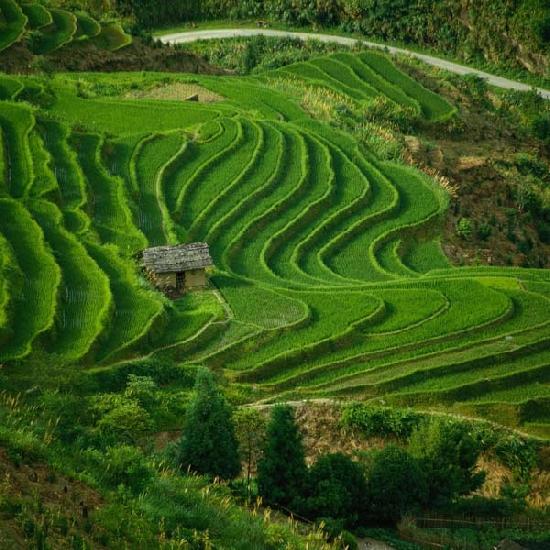  pemandangan  sawah panjz photo gallery