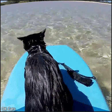 Amazing Cat GIF • Summer holidays. Black cat loves boogie board and water fun in the sun [ok-cats.com]