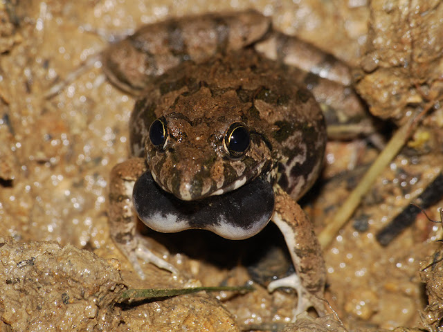 Field Frog - Fejervarya limnocharis