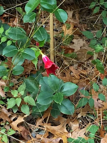 late blooming mandevilla