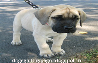 Download dogs Gallery: Information about American Mastiff dog
