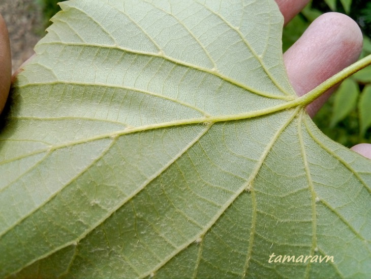 Липа амурская (Tilia amurensis)