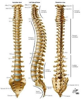 spine,रीड की हड्डी