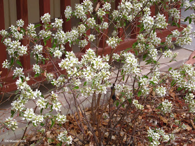 serviceberry, Amelanchier alnifolia