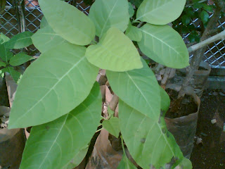 pisonia alba