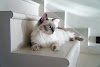 cats pictures