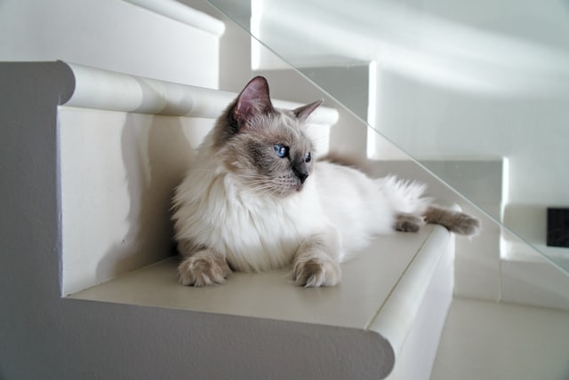 cats pictures