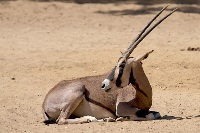 Oryx East African (Oryx beisa)