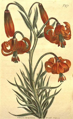 Лилия помпонная (Lilium pomponium)