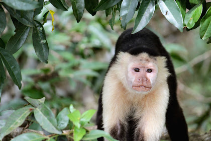 Reisebericht: Panama Teil 2 - Der Gatun See und Isla Mono