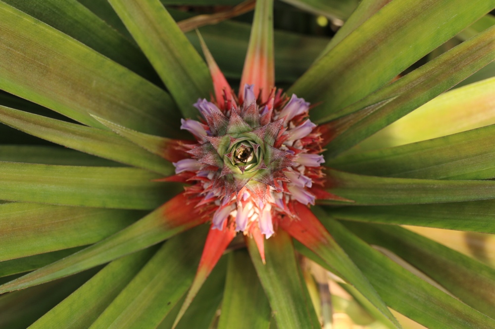 Pineapple