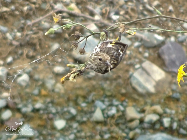 Newfoundland Birds