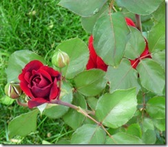 Red Roses outside the motorhome