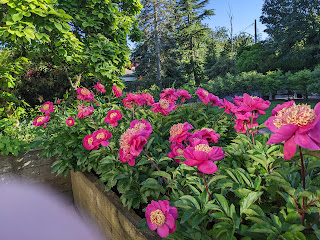 deep fuschia flowers wit yellow center, green foliage and other greenery in the background