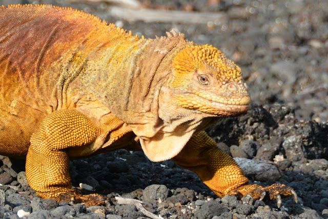 Urbina Bay Galapagos yellow iguana