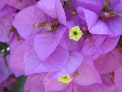 Bougainvillea Fiori