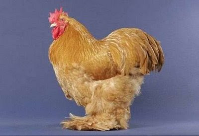 real or fake hen