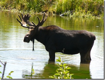 gt moose