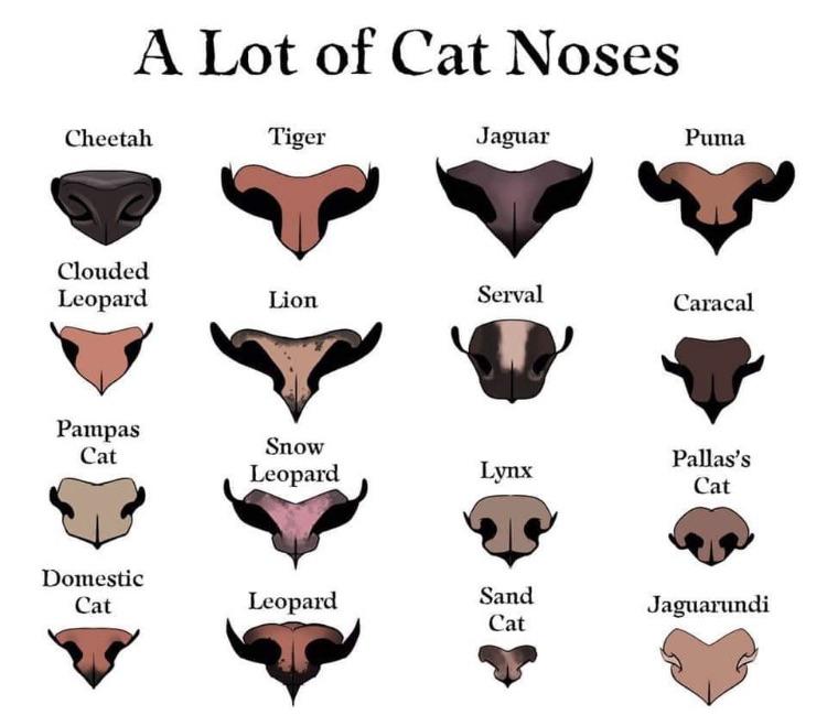 Cat noses