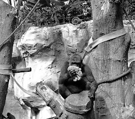 Gorillas Zoo Rostock