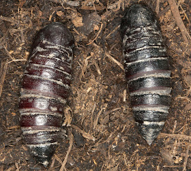 Pupae of the Eyed Hawkmoth, Smerinthus ocellata.  Orpington Field Club AGM, BEECHE, 10 March 2012.