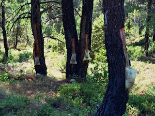 Ηλεία: Πρόσθετο εισόδημα για τους αγρότες της περιοχής