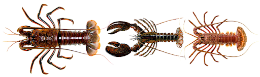 lobster domain names