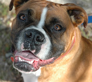 Boxer Dog Pictures (boxer dog pictures )