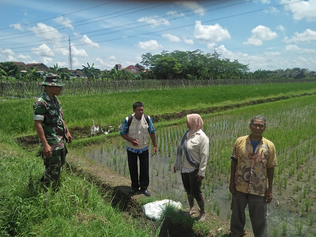 Upaya Khusus Babinsa untuk Tingkatkan Hasil Pertanian