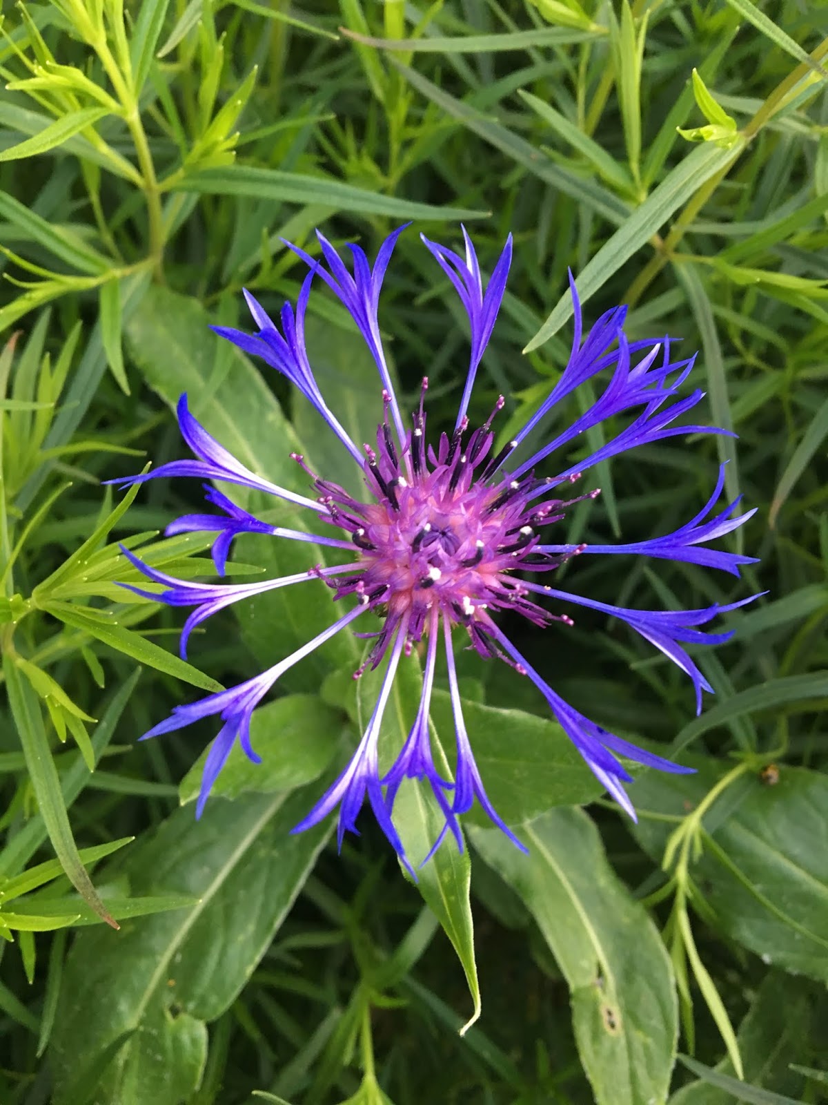 Die Blanzeheilkunscht: Blobottel - Blue Cornflower
