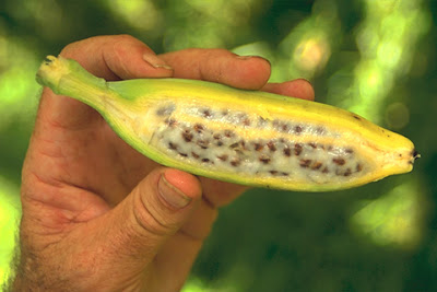 How to grow banana plants from seed