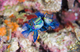 Mandarin Fish