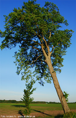 det lutar åt, lutande träd, leaning tree, foto anders n, tsyfpl