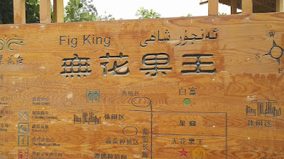 The Fig King Tree Anjur Xinjiang