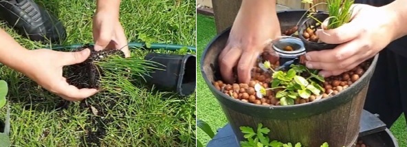 How to grow chives in a fish pond