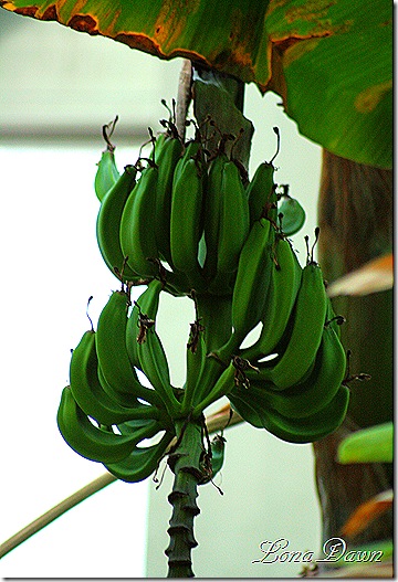 BananaPlant_Dec2