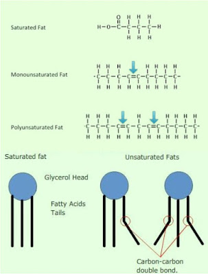 Saturated, monounsaturated and polyunsaturated fat molecules