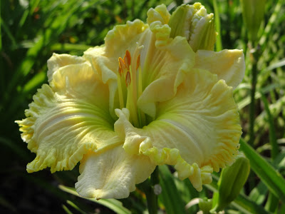 Daylily Haiku Thursday | Black and White