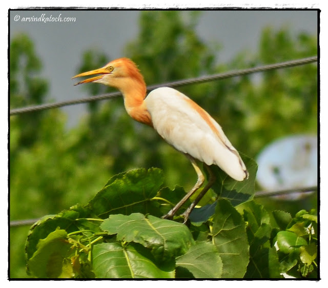 Cattle Egret,