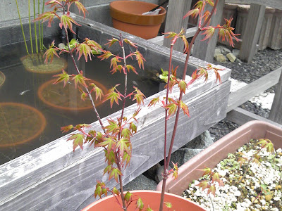 √100以上 もみじ 庭 植え 110639-もみじ 庭 植え方